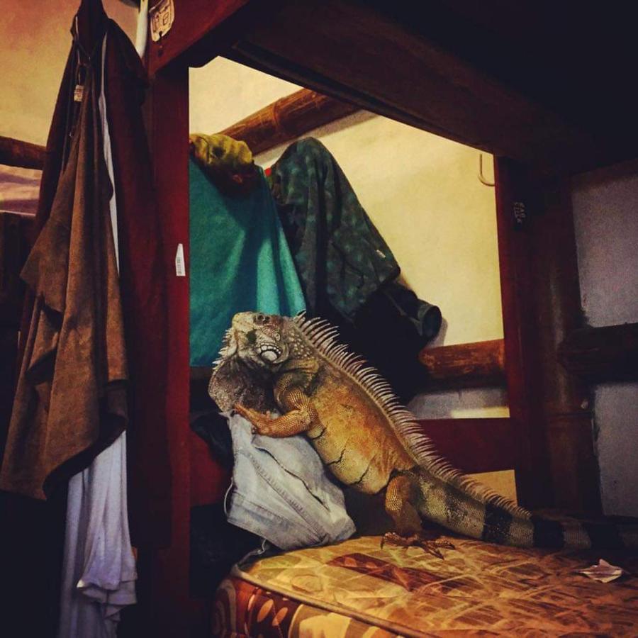 My Little House Surf&Backpacker Hostel Montañita Eksteriør billede